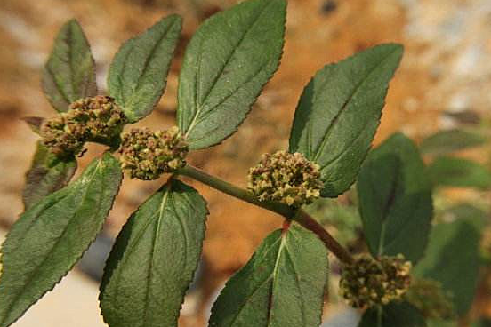 田里的这种野草用来煮水喝,有消暑解热,止咳化痰,利湿止痒作用_人们