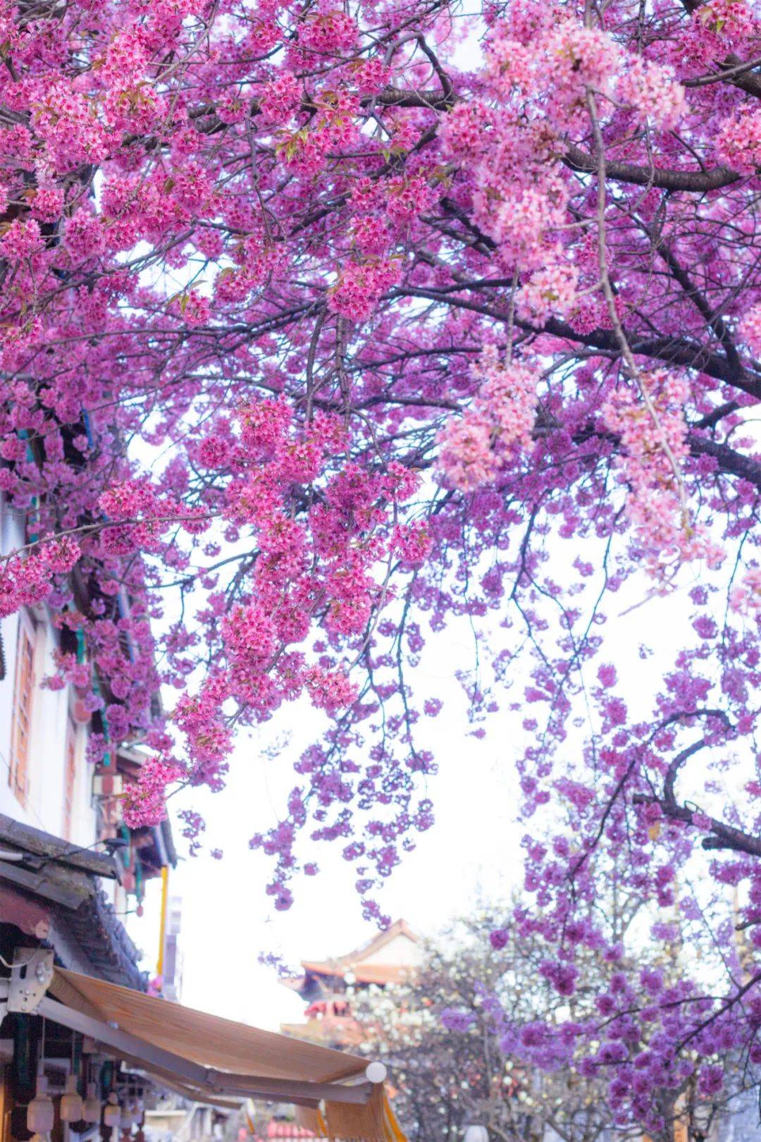 樱花树下,和你醉在春光里_云南_粉色_花瓣