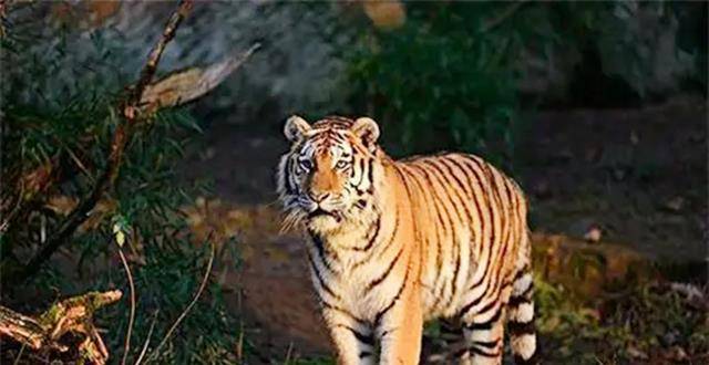 50年代湖南"百虎围村"事件:10年2000人惨落虎口,围村另有原因_老虎