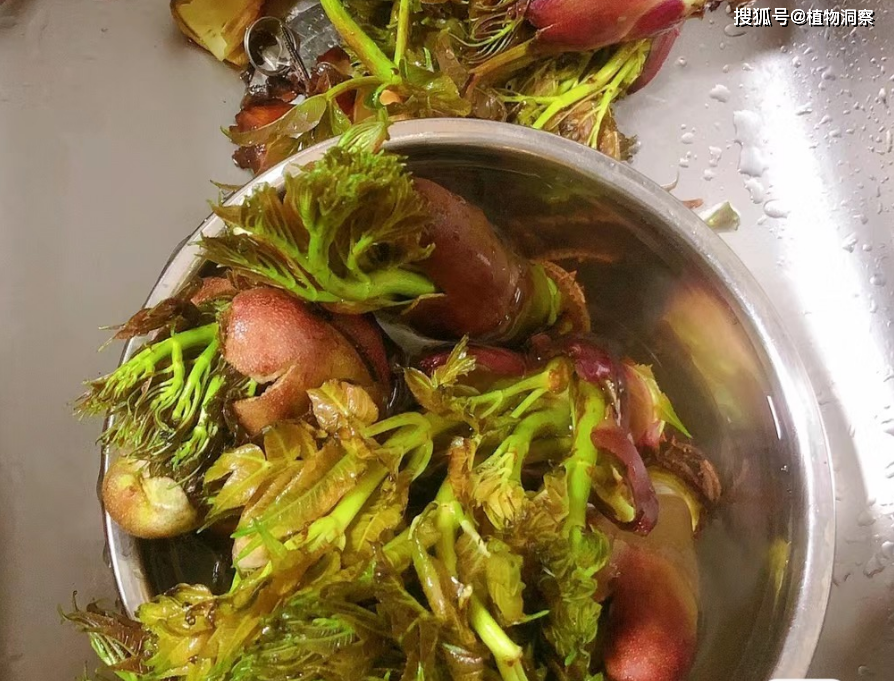 刺老芽,又称楤木,鸟不落,有2大作用,价值极高,农民朋友要了解!