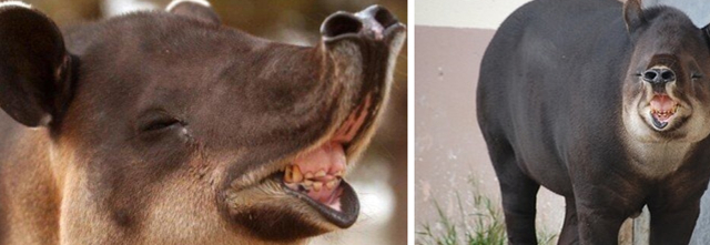 5种越长越"残"的宠物,仓鼠变"油腻"大叔,狗狗以