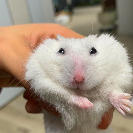 仓鼠不想被举高高,可主人纠缠不放,鼠鼠使出看家本领后方罢休_时候_因