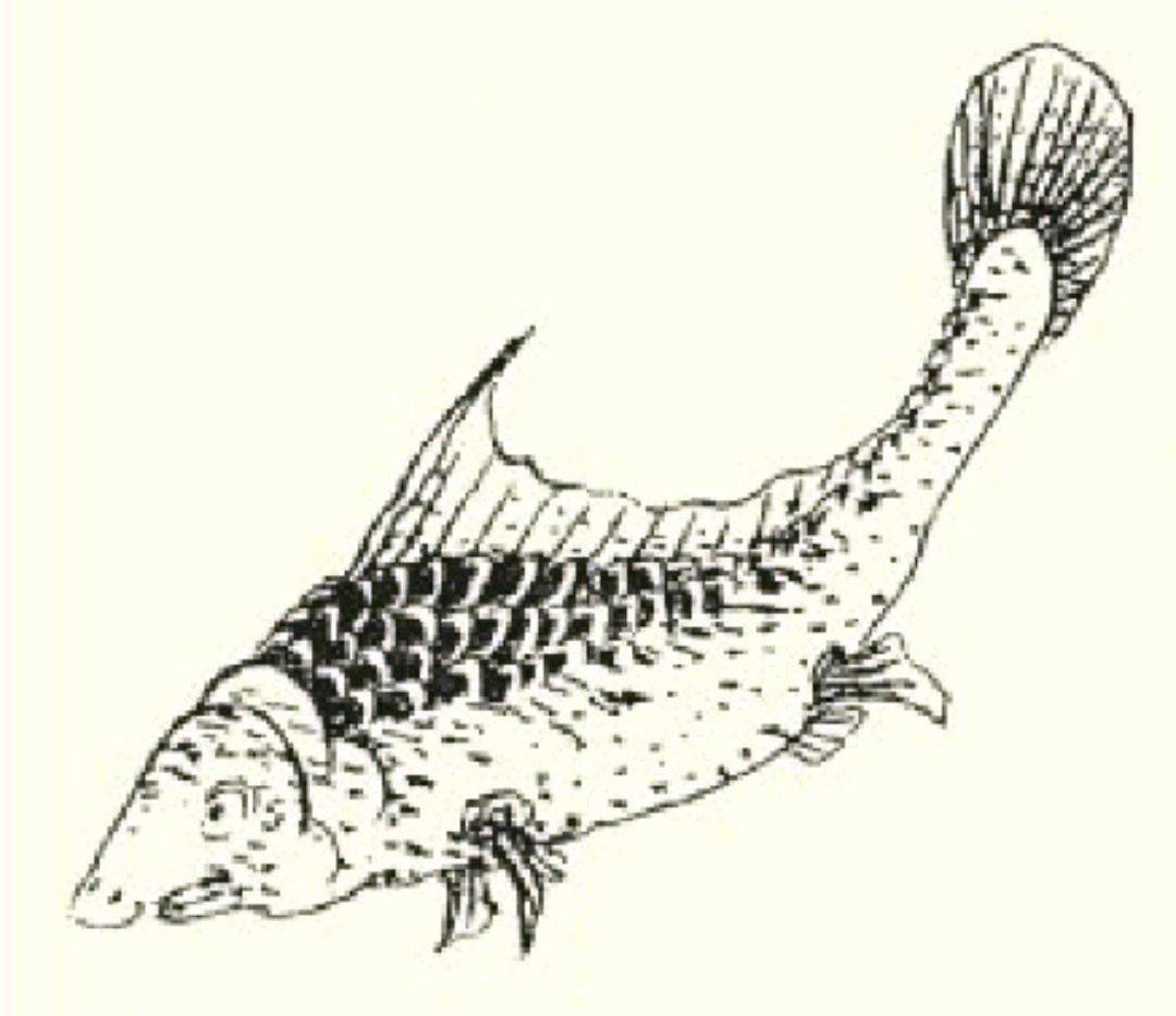 如鱼(上下)]魮之多[如鱼(上下)]魮之鱼,其状如覆铫,鸟首而鱼翼鱼尾,音