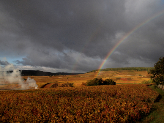 "名园众多,出品稳定"这些勃艮第大酒商值得推荐_酒庄_葡萄园_来源