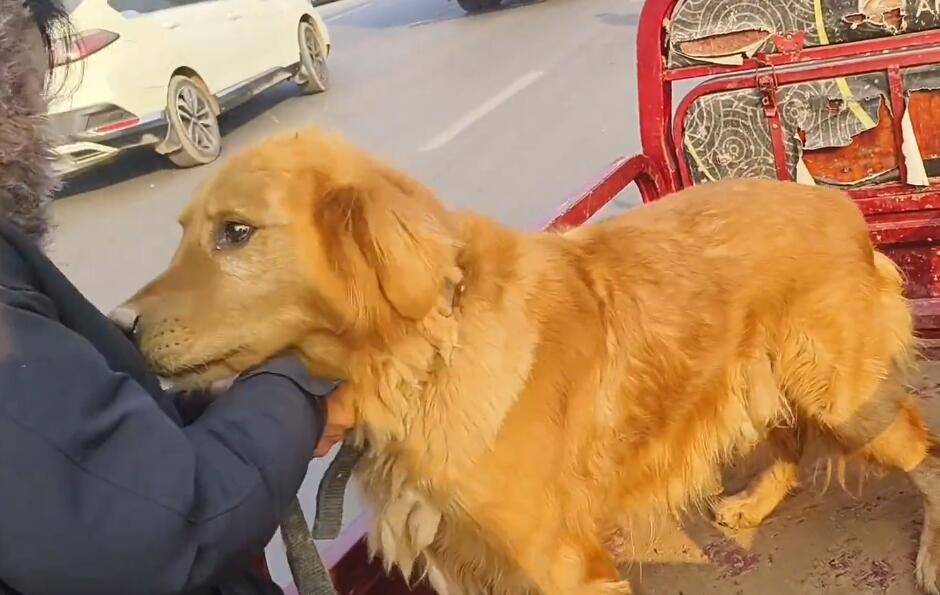金毛只是,随着宠物种类的不断增多,尽管对很多人来说,想要获取一只