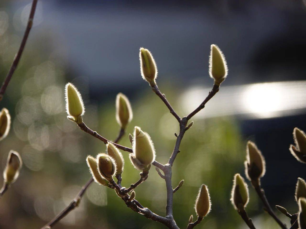 它是"早春第一花,花能做香料,花蕾还有通鼻子特效,你知道吗?