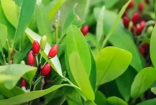 【柳东禁毒科普】这些身世不明的"野菜",是毒品!