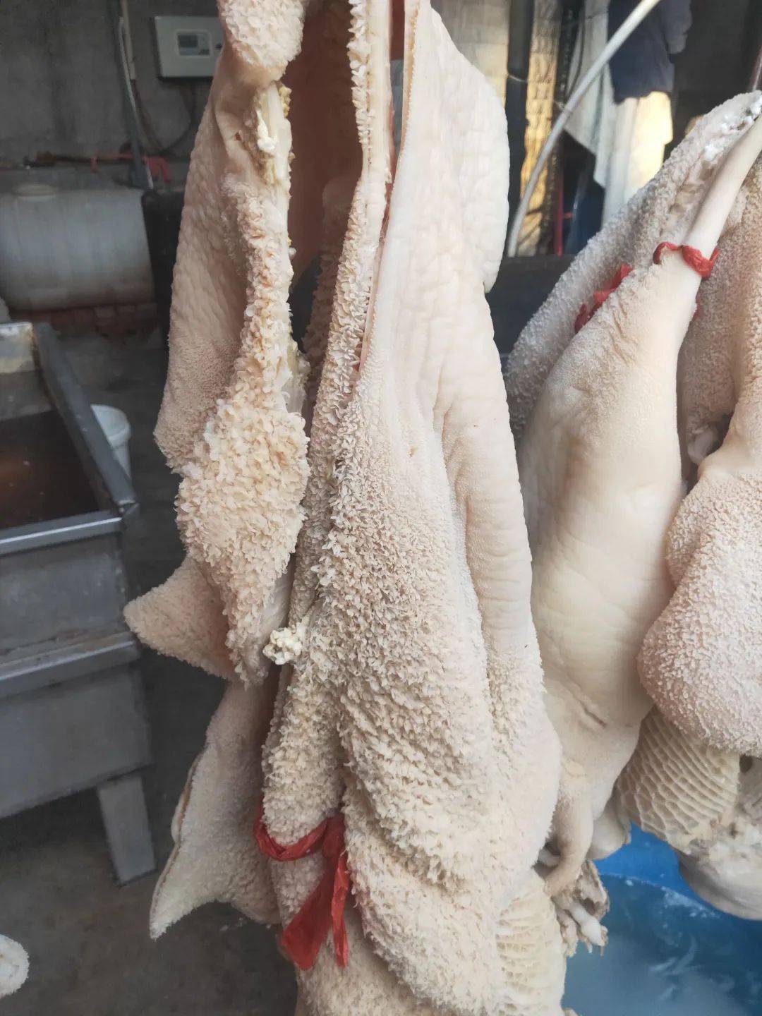 乌拉圭牛肚即将正式进口_出口_副产品_fico