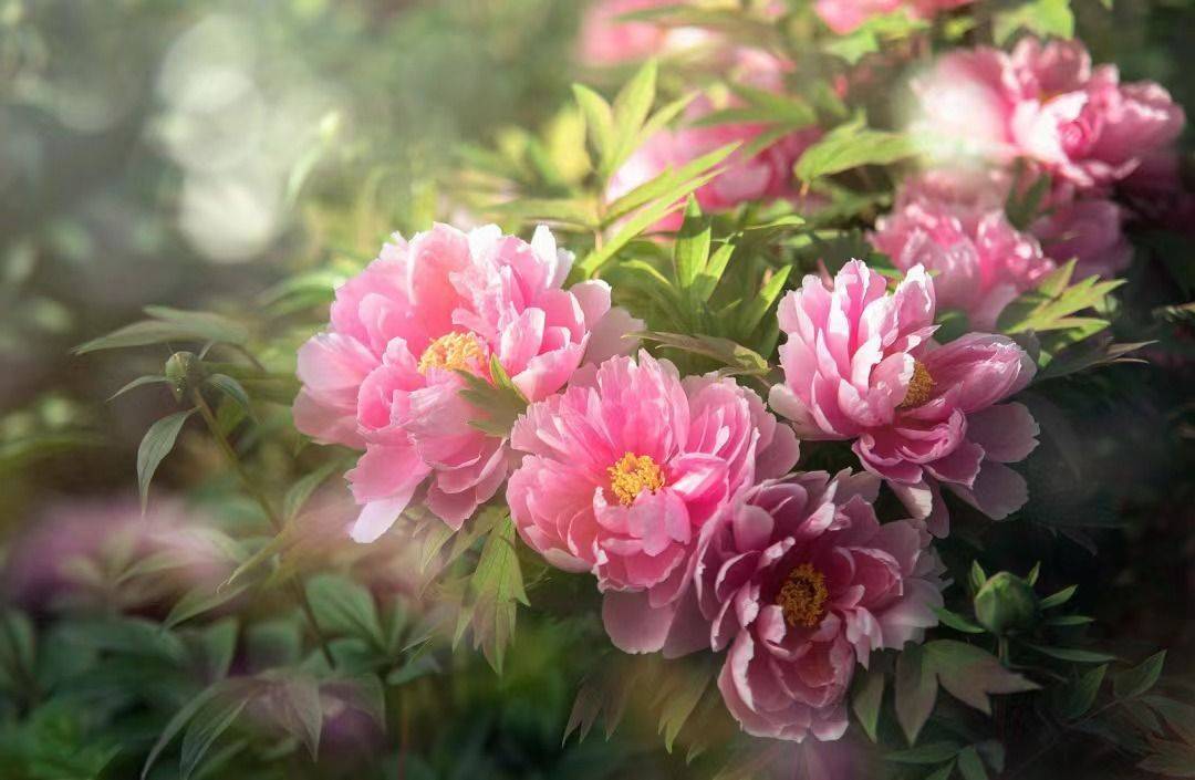 2024年洛阳牡丹节攻略