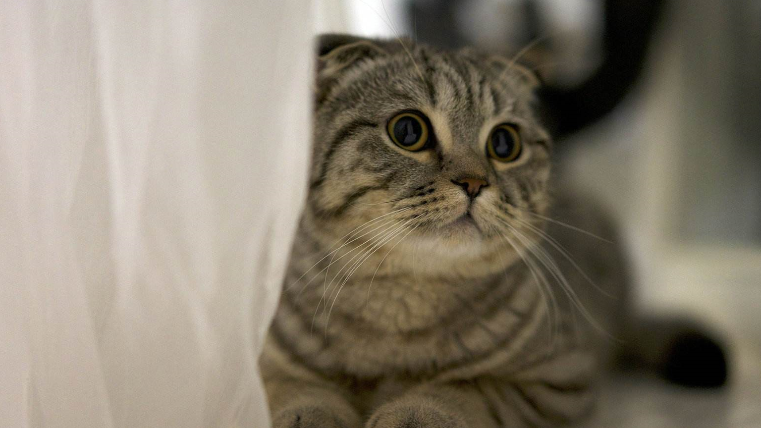 猫咪乱尿的原因,不仅是因为发情哟~_猫砂_厕所_现象