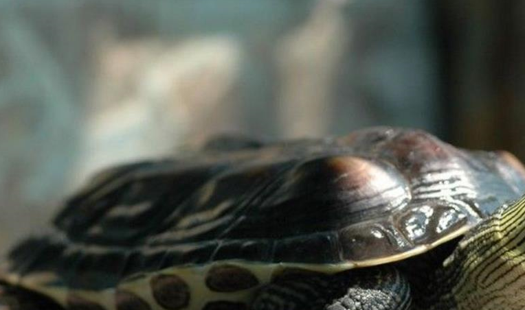 伪龟_习性_马来