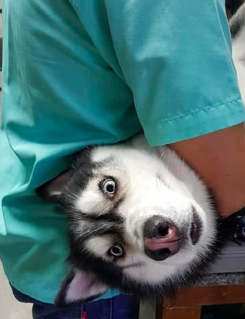 男子从不在晚上遛狗,问他原因后苦笑,怕别人说自己老年痴呆!