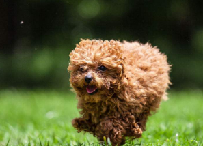 泰迪犬机智聪明,为什么会"恨"主人,这5大行为你家有吗?