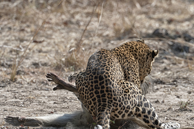 狒狒挂树上了_尸体_带着_优势