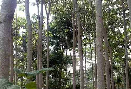 这种树坚硬似铁,钢刀都无法砍断,人称"木王",如今却快灭绝了_桦树