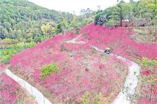 梅县区南口镇麓湖山万株杏花迎来盛花期_景区_枝头_种植