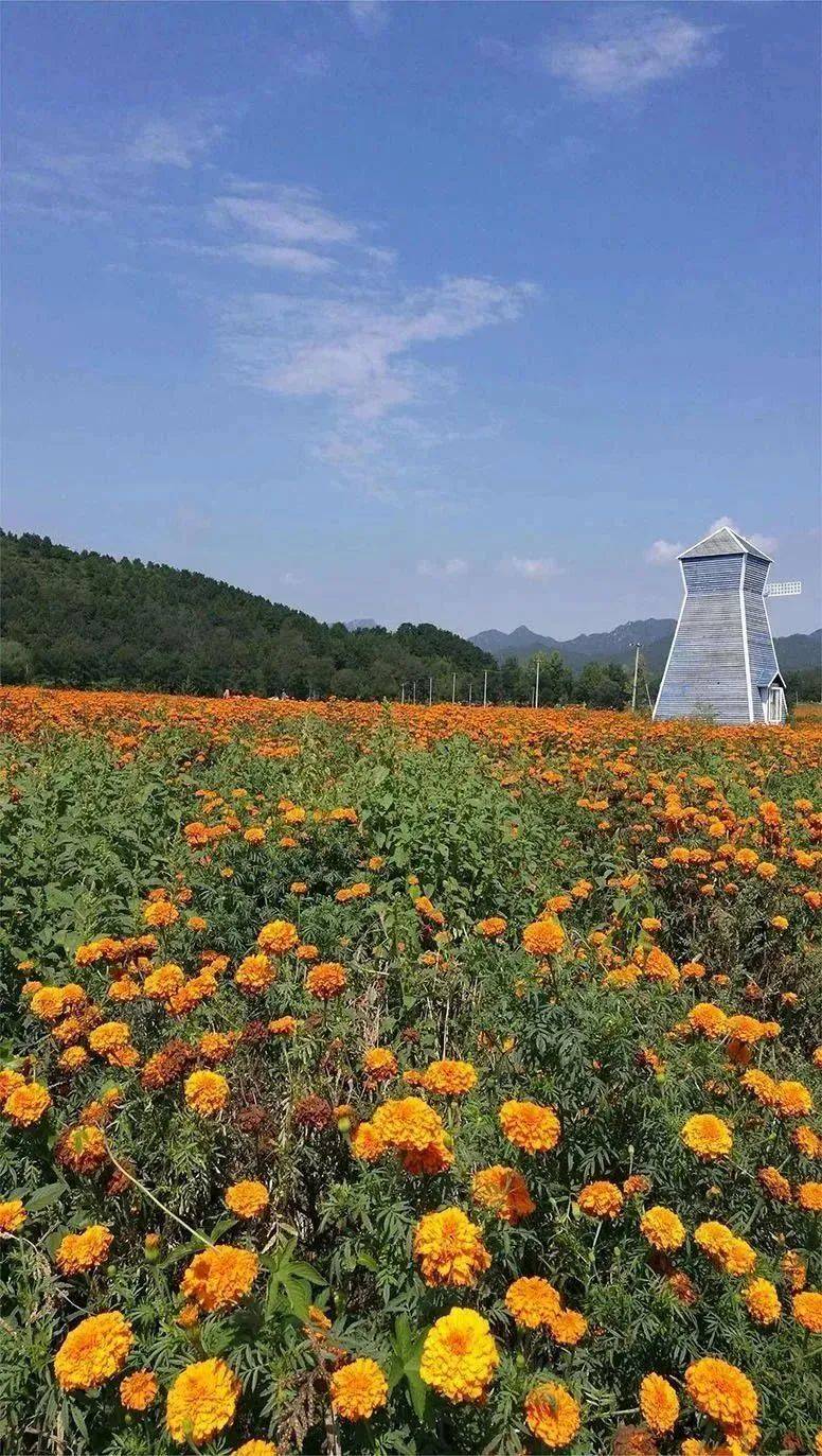 是半汤温泉养生度假区的核心景区4a级景区郁金香高地"野芳发而幽香