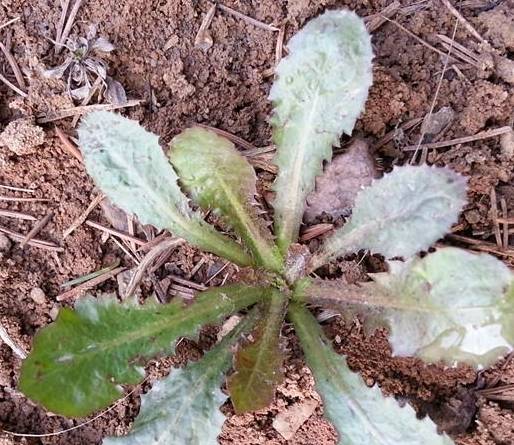 我们这里都叫它苦菜,叶片为圆状披针形,表面绿色,背面灰绿色.