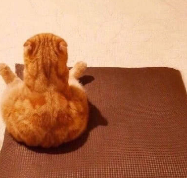 铲屎官家玩一眼就看出那一只蹲坐在沙发上的肥猪橘猫,看到橘猫的背影