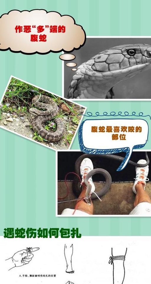 今天进入"蛇伤"高发期 这种毒蛇咬人最多小心应对_袁丞达_伤口_蝮蛇