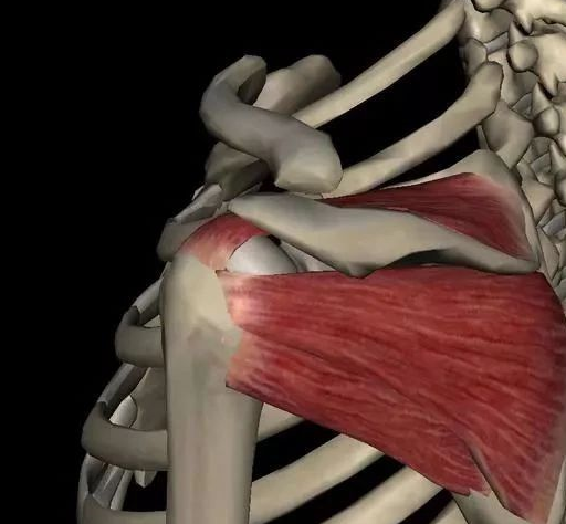 肩周炎哪里痛图片解析图片