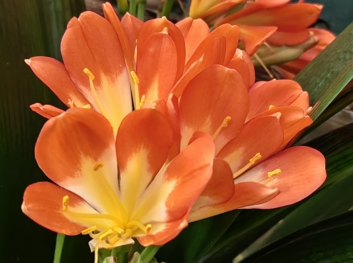 别名:大花君子兰,大叶石蒜,剑叶石蒜,达木兰.