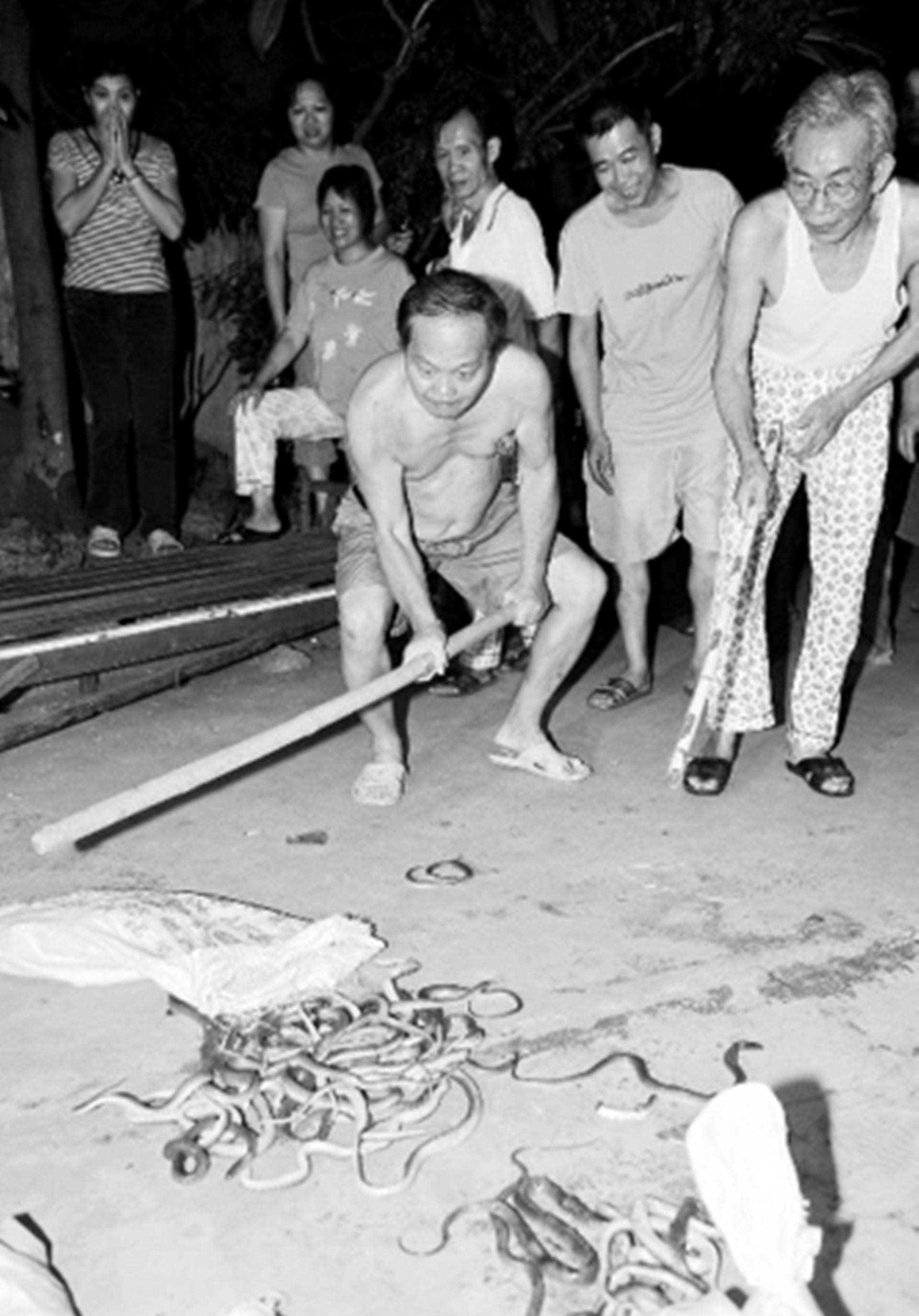 2017年,长沙一小区惊现上百条毒蛇,专家调查后揭开谜