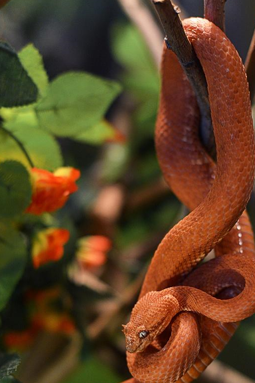 想要养蛇,如何分辨是否是毒蛇_姑娘_时间_眼镜