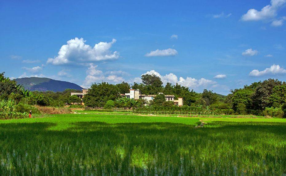 数字化浪潮驱动下的农村革新:倾力打造智慧新农村_治理_建设_乡村