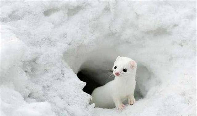 "捕鼠小能手"伶鼬:体型只有巴掌大,一年能吃掉3500只老鼠_大自然_飞鸟