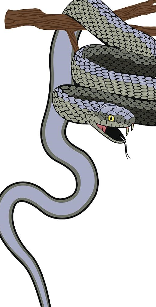 想要养蛇,如何分辨是否是毒蛇_姑娘_时间_眼镜