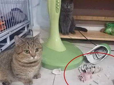 猫咪身怀巨款上街,表情却满怀绝望_女子_花瓶_宠物