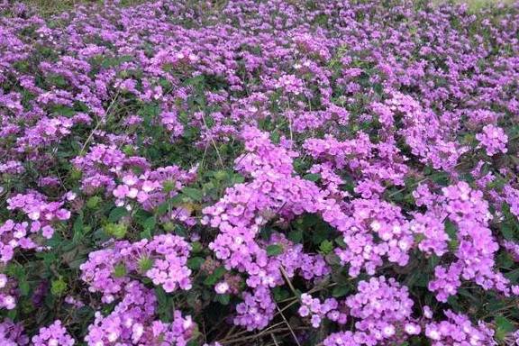 这10种花,春天撒把"种子"就发芽,养护不难,这个时间正好!