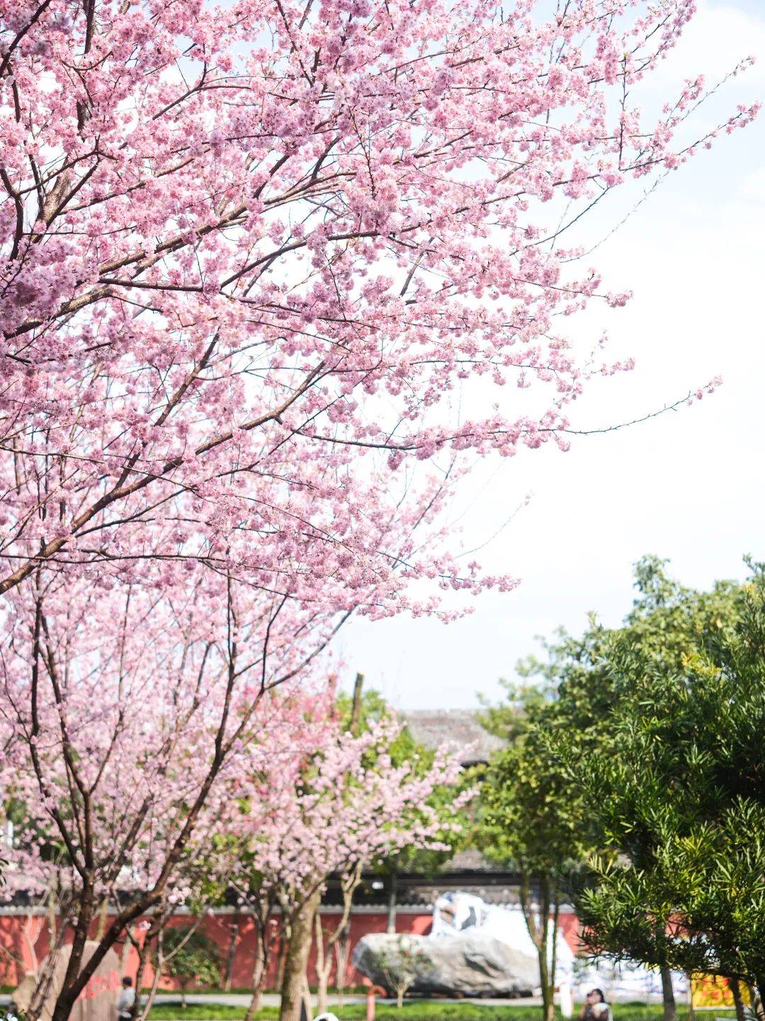 张琦_摄影_lolita