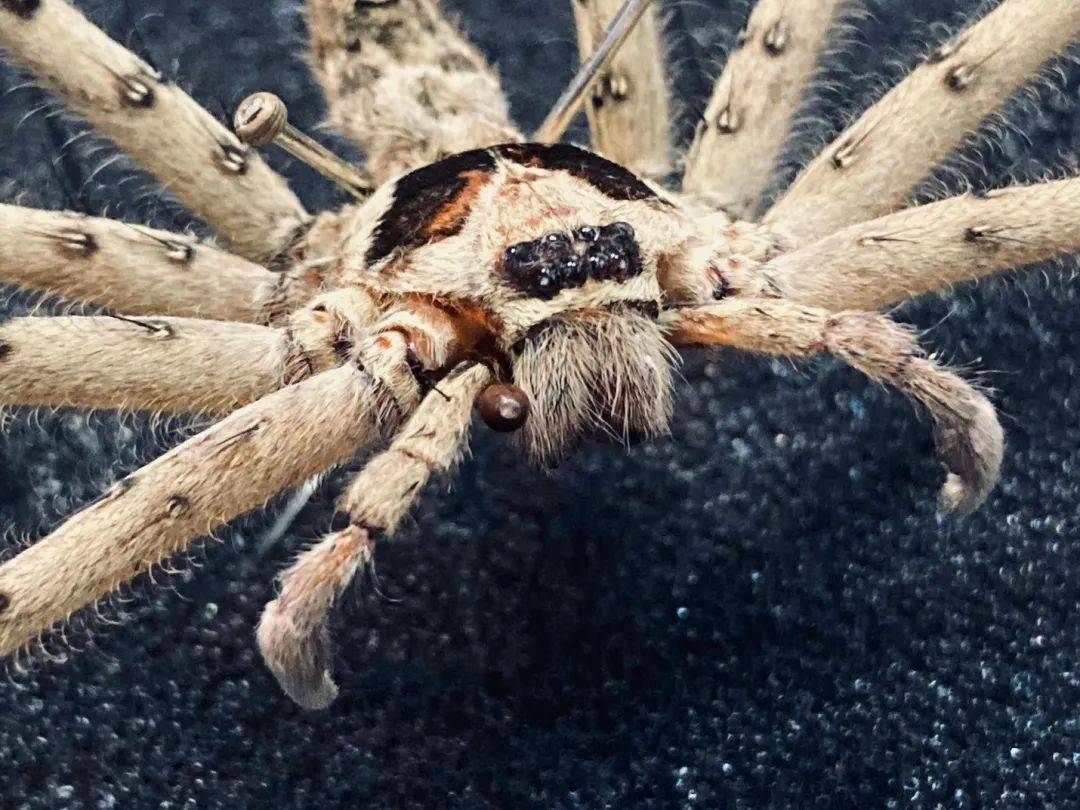 抱脸虫?大长腿?揭开家中"异形使者"的神秘面纱_蜘蛛_生物_家园里