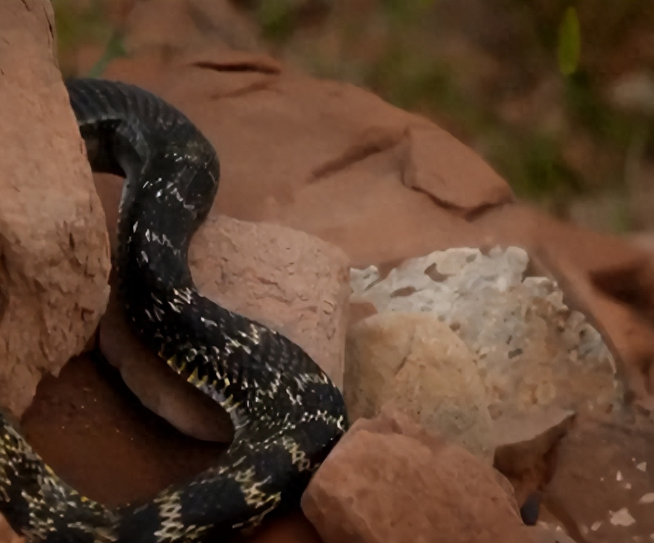 乾隆年间,浙江蛇患成灾,一伙乞丐勇斗蛇王,保当地五年太平_百姓_人们