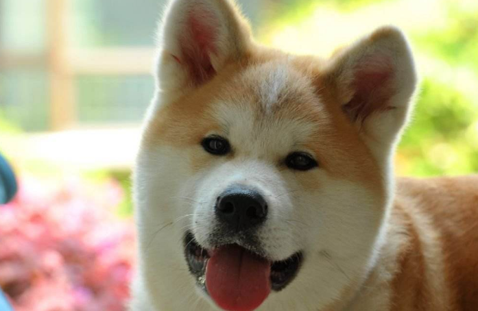 秋田和柴犬傻傻分不清?你的"表情包"表示很生气!_狗狗_体型_眼睛