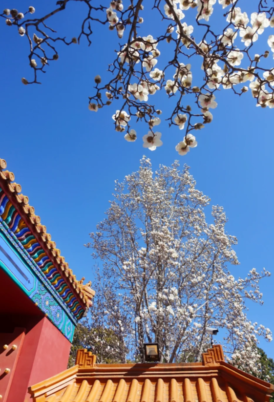 来北京旅游,三月北京赏玉兰花最佳去处_建议_长安街_潭柘寺