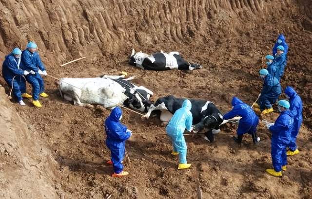 国牧早报丨今年财政将加力补助高标准农田建设_原文_产业_养殖