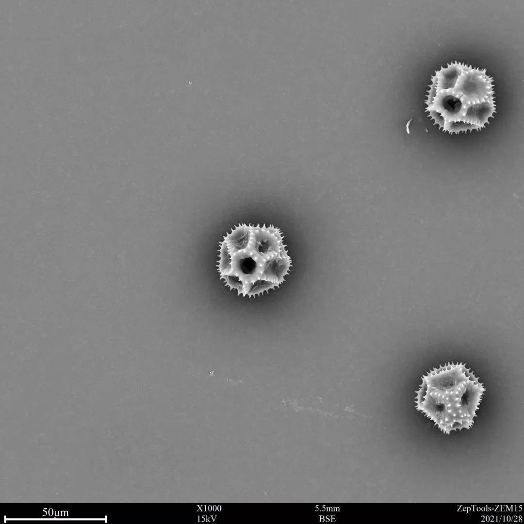 图 台式扫描电镜1万倍下的黄秋英花粉图 台式扫描电镜5000倍下的黄秋