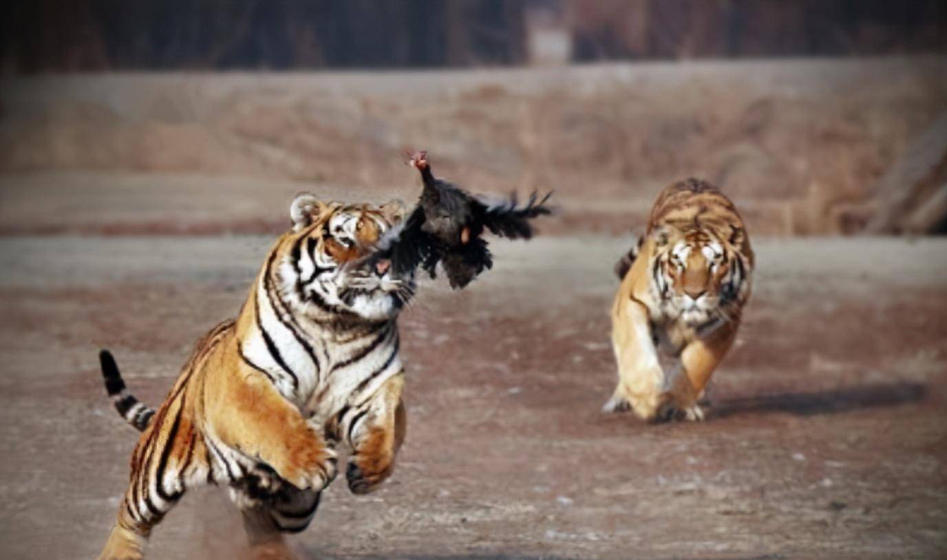 解析张公山动物园悲剧的真相,谁都有错,但唯独动物是无辜的_猛兽_老虎