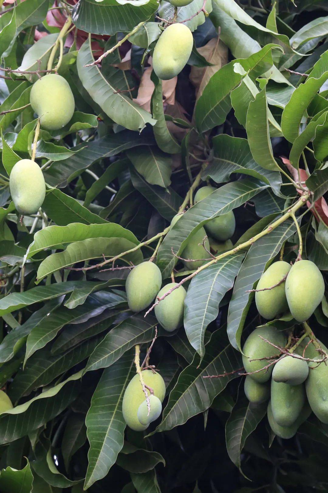 春天最清爽的美食,比大鱼大肉更珍贵_嫩芽_煎饼_花椒