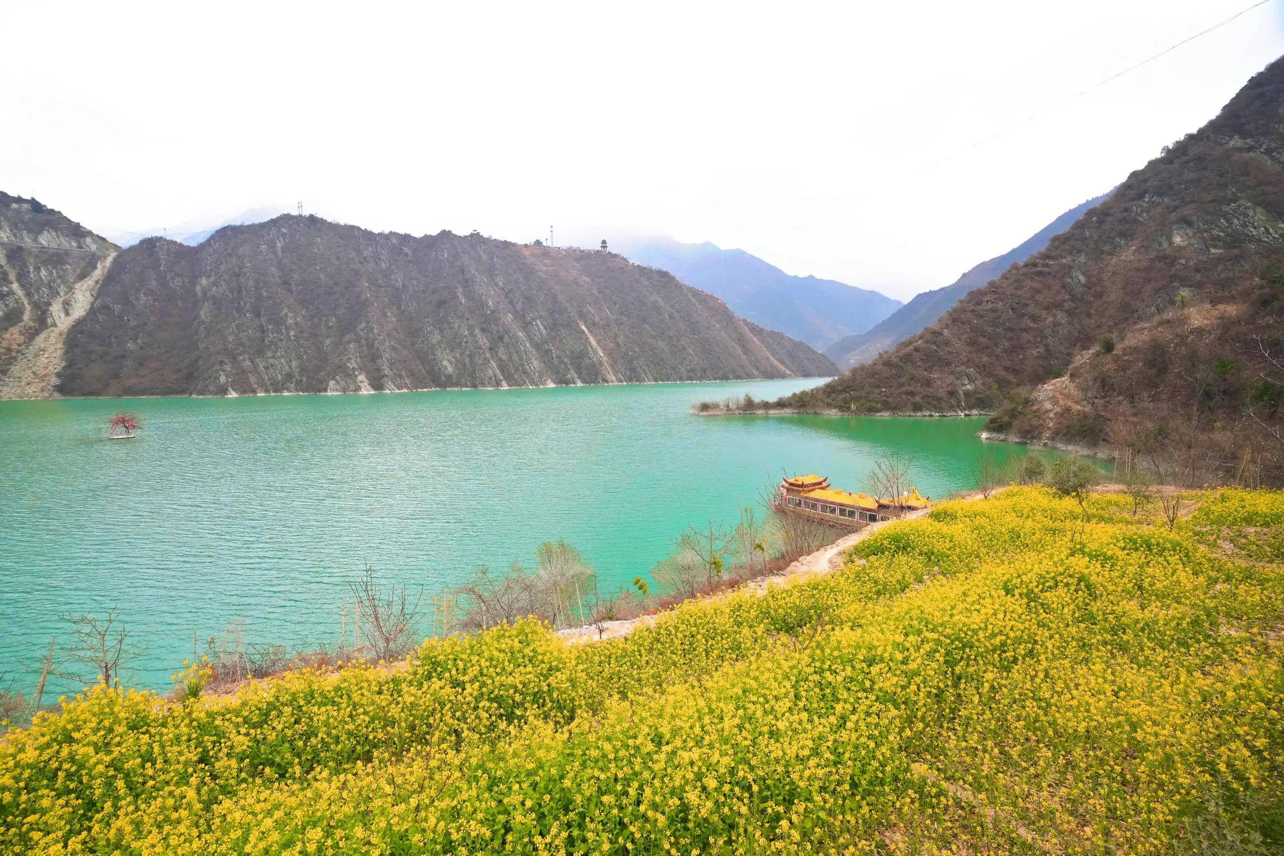 陇上江南春醉人 金黄色的油菜花海与碧绿的江水相映衬_陇南_文县_玉垒