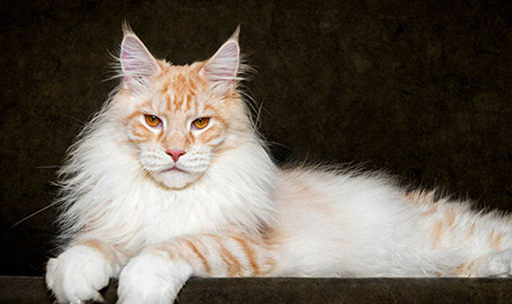每一个都很想带回家_毛发_波斯猫_性格