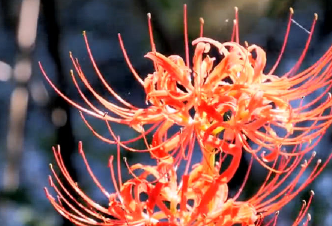 它被人们称为"彼岸花",在小说中常出现,可你真的了解它吗_侵权_图片_