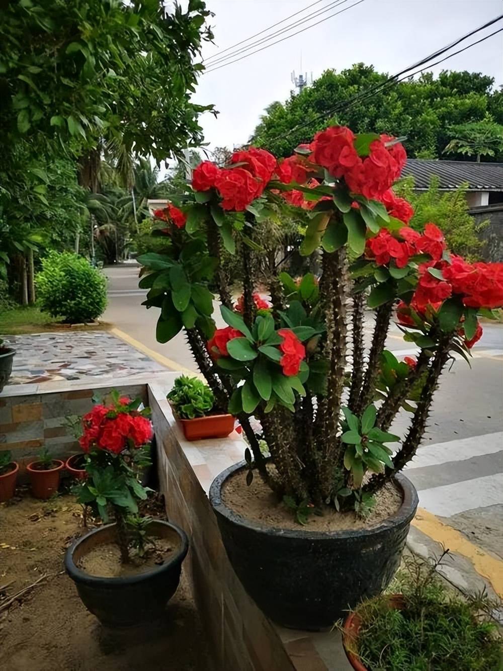 花卉的花色丰富,真的是很好看的,非常的大气,长势旺盛,建议定期修剪