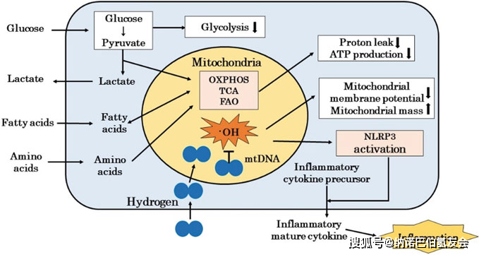 氢气对线粒体保护研究前景_氧化_疾病_功能