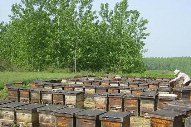 经济效益高,除了大量蜂蜜外,还有蜂花粉,蜂胶,蜂王浆等各类蜂产品.