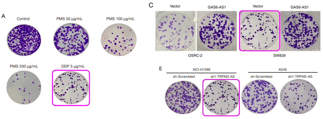 作者不回应期刊社,天津医科大学第二医院李荣等人onco