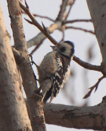 安徽省一级保护鸟类现身!经专家辨认系星头啄木鸟_景区_在线_合肥